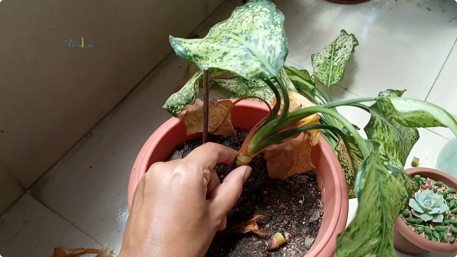 Common Mistakes to Avoid When Saving a Dying Plant screenshot 4