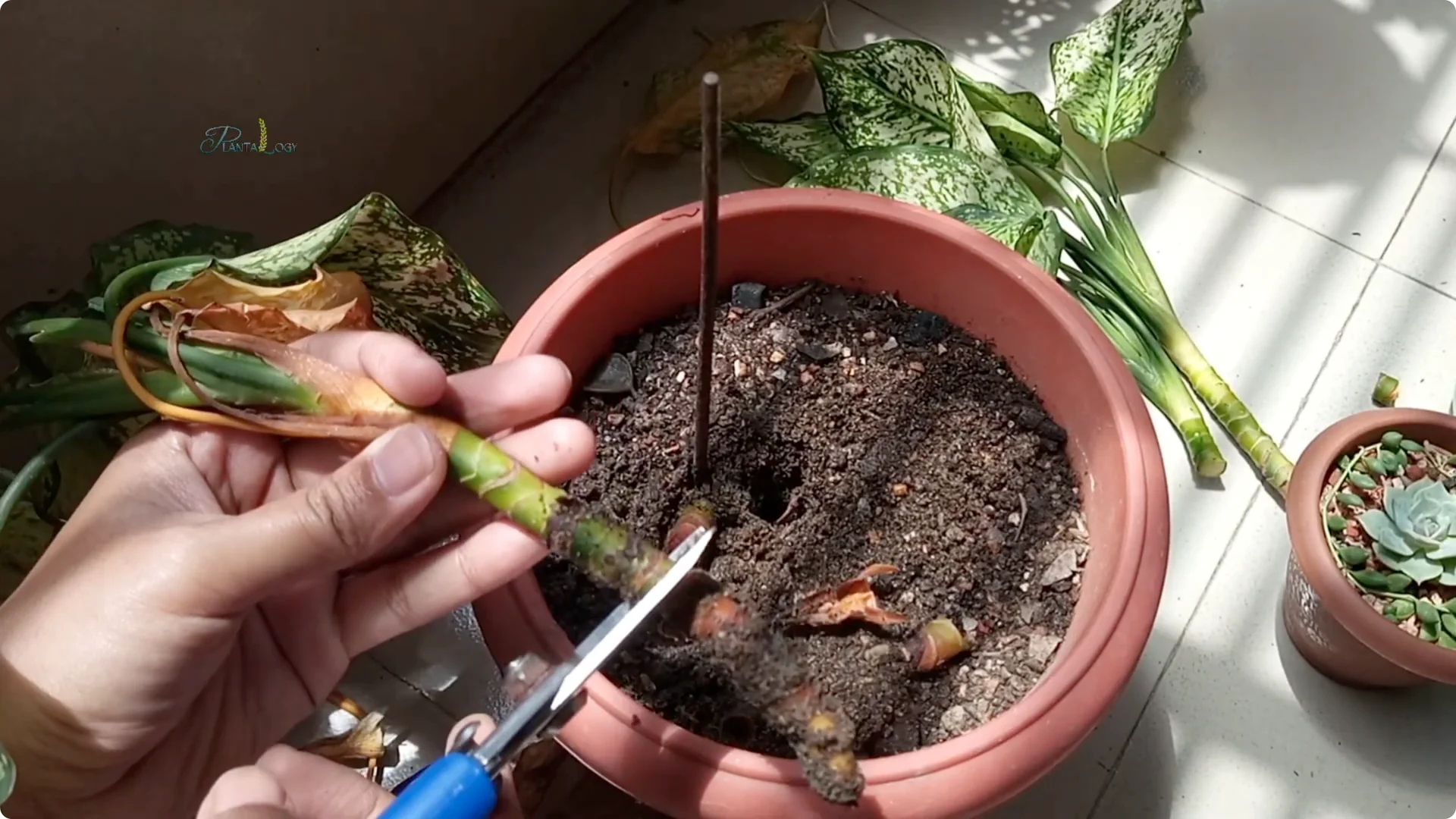 Common Mistakes to Avoid When Saving a Dying Plant screenshot 5