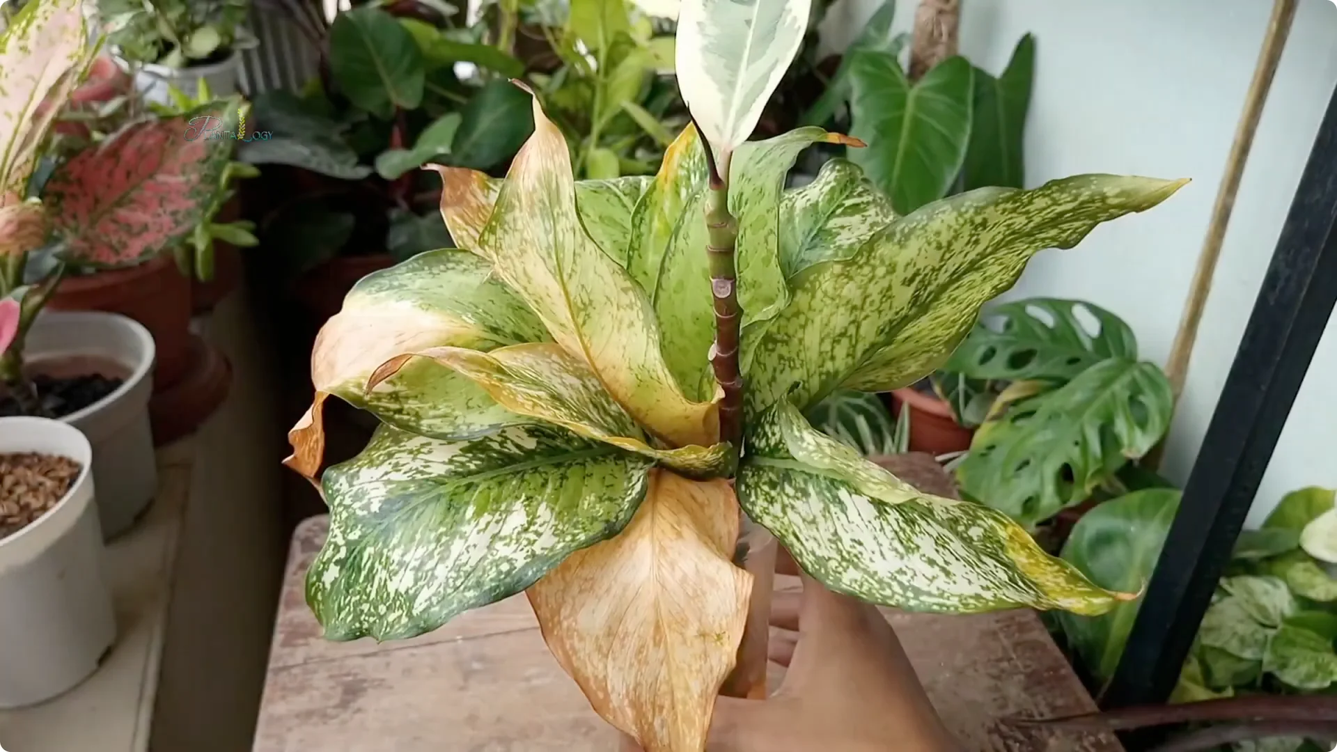 Common Mistakes to Avoid When Saving a Dying Plant screenshot 6