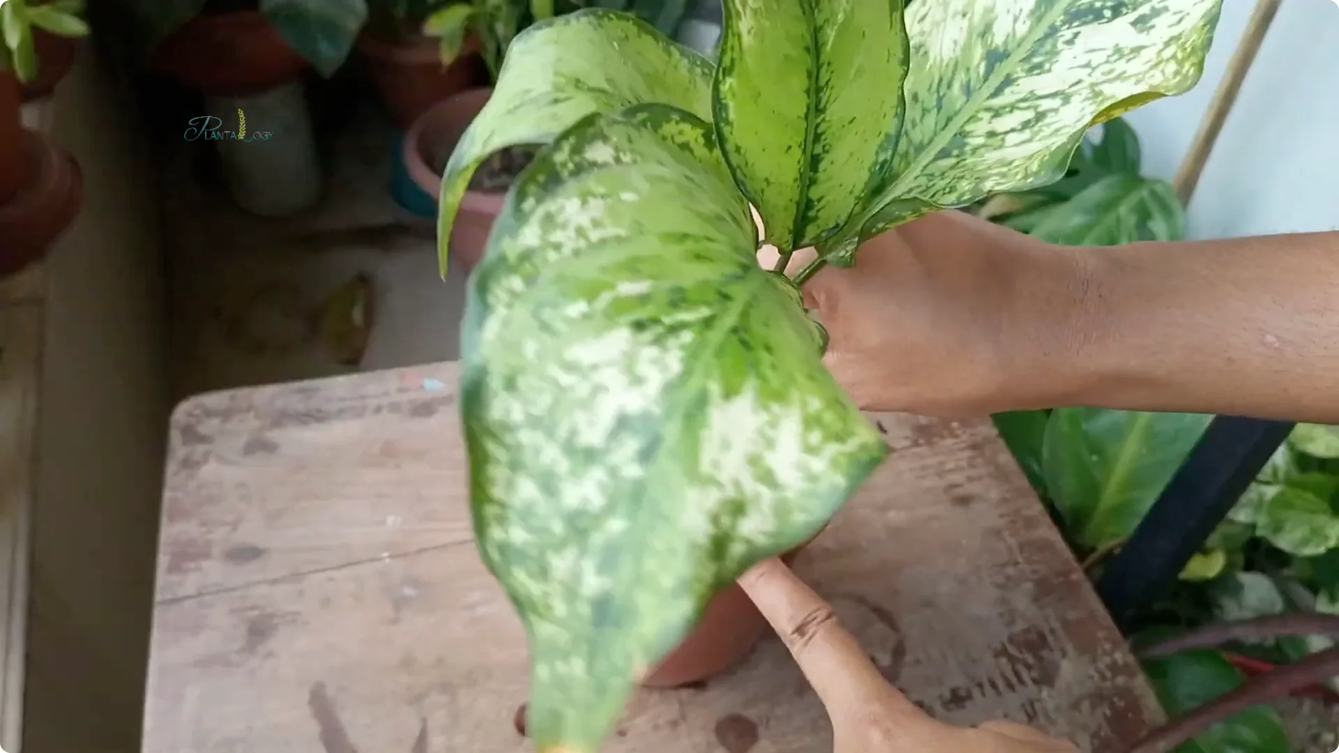 Common Mistakes to Avoid When Saving a Dying Plant screenshot 7