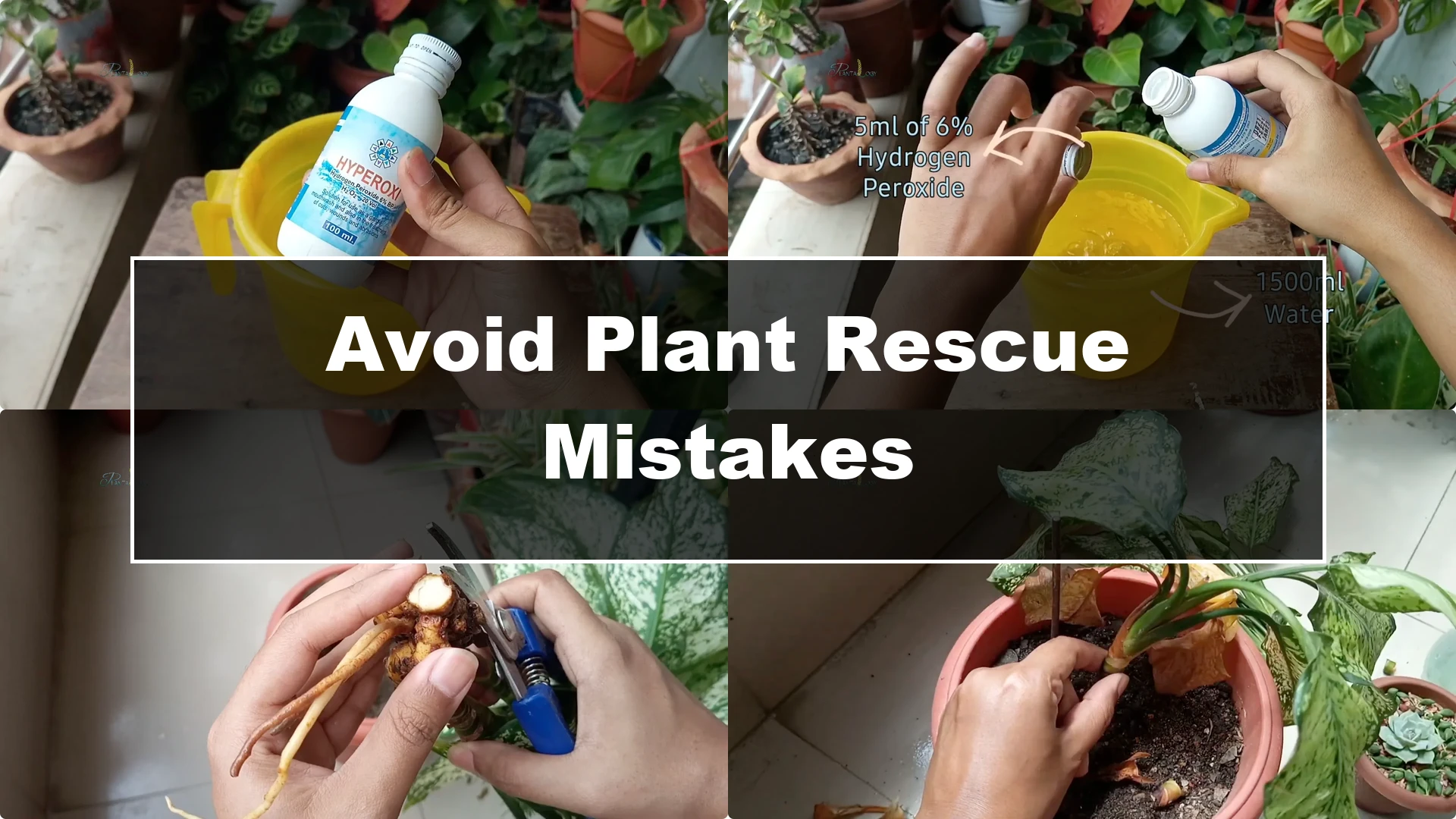 Common Mistakes to Avoid When Saving a Dying Plant - Featured Image