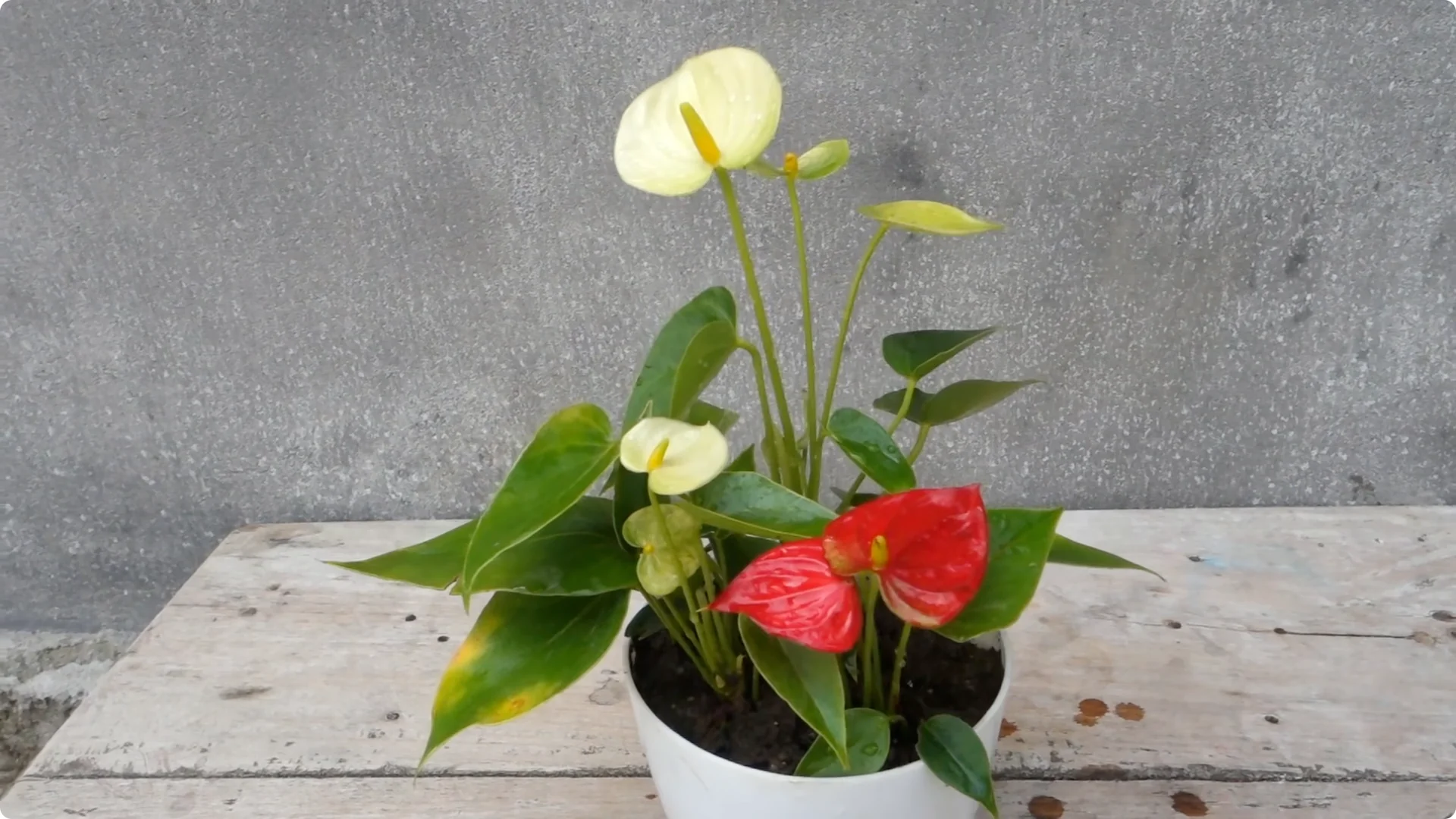 Easy Tips to Grow and Care for Your Anthurium Plant screenshot 1