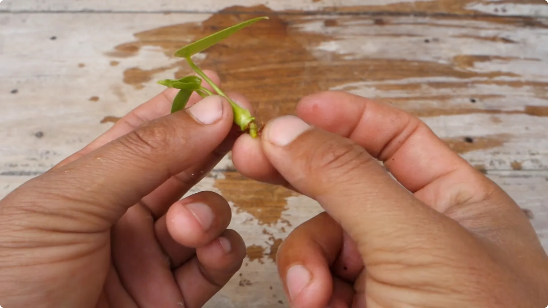 Easy Tips to Grow and Care for Your Anthurium Plant screenshot 3