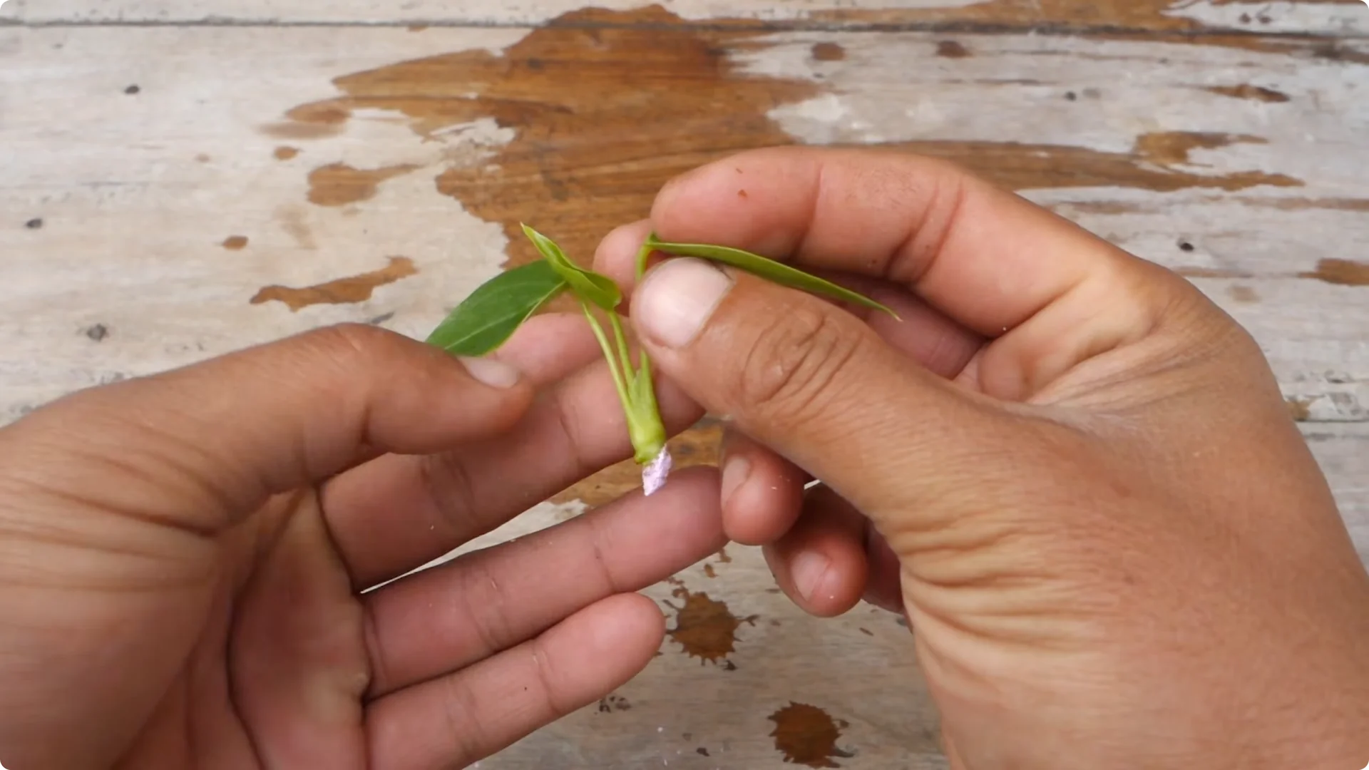 Easy Tips to Grow and Care for Your Anthurium Plant screenshot 4