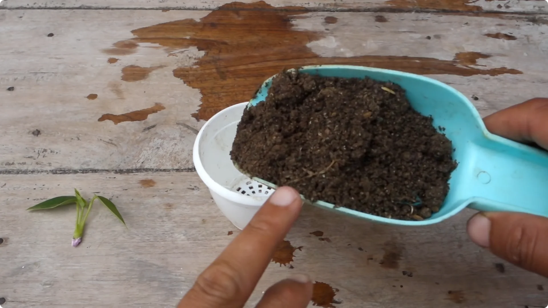 Easy Tips to Grow and Care for Your Anthurium Plant screenshot 5