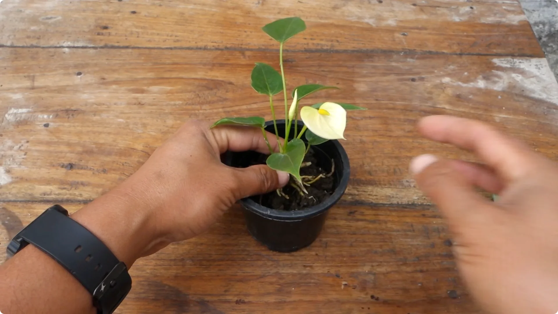 Easy Tips to Grow and Care for Your Anthurium Plant screenshot 8