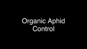 Effective Organic Methods to Control Aphids on Plants Easily - Featured Image