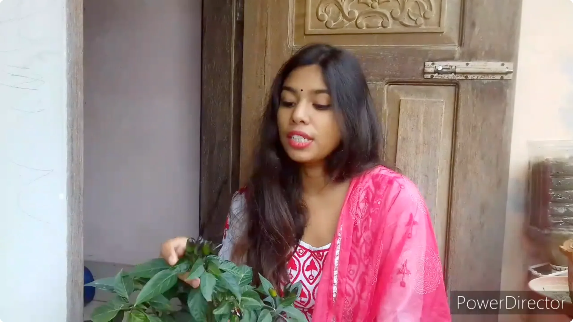 Effective Solutions for Blossom and Fruit Drop in Chilli Plants screenshot 1