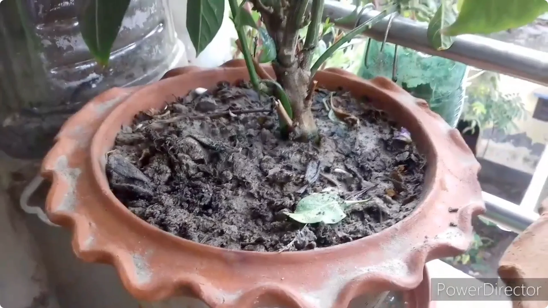 Effective Solutions for Blossom and Fruit Drop in Chilli Plants screenshot 10