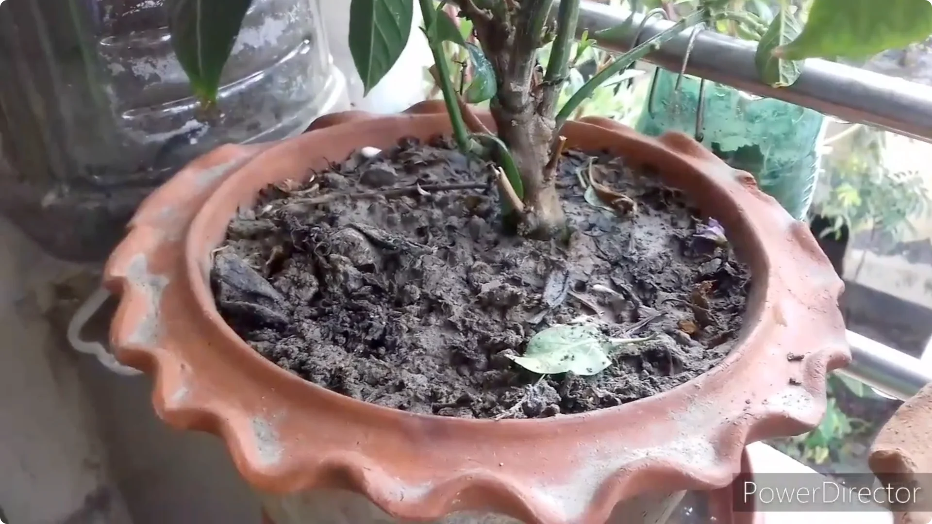 Effective Solutions for Blossom and Fruit Drop in Chilli Plants screenshot 11