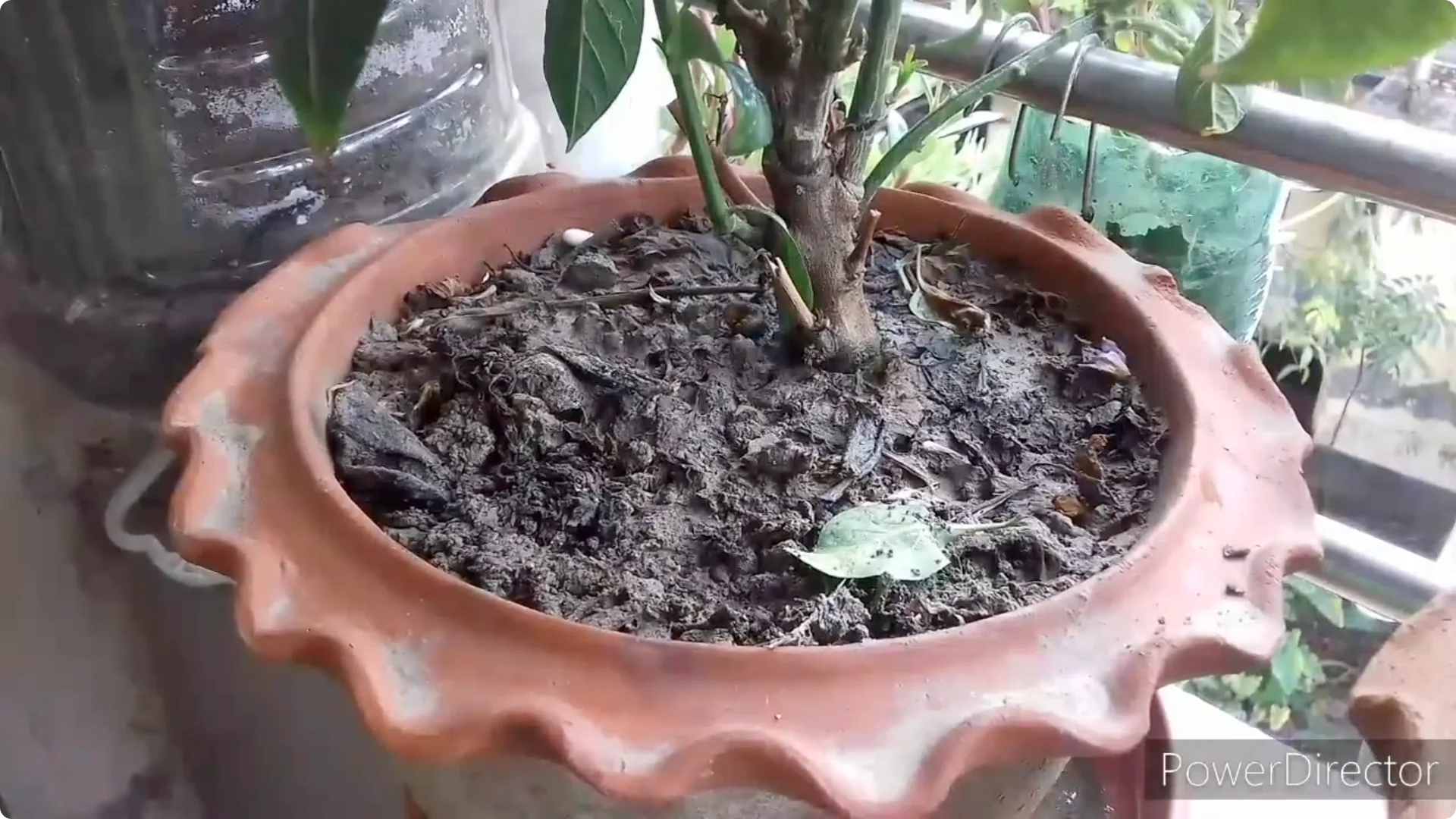 Effective Solutions for Blossom and Fruit Drop in Chilli Plants screenshot 12