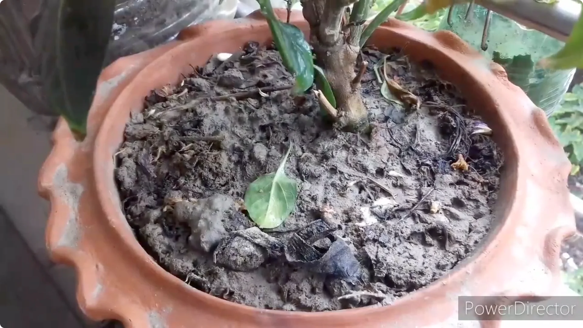 Effective Solutions for Blossom and Fruit Drop in Chilli Plants screenshot 13