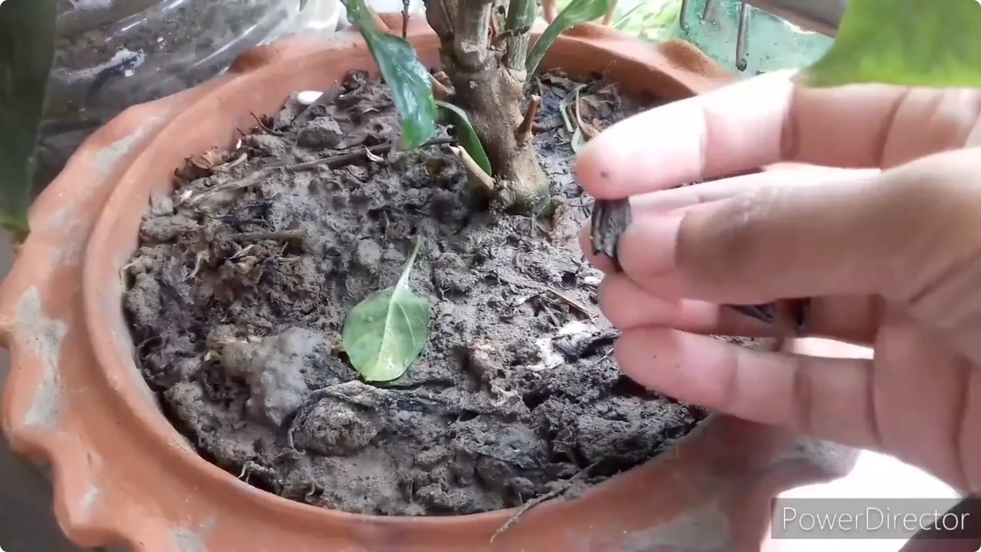 Effective Solutions for Blossom and Fruit Drop in Chilli Plants screenshot 14