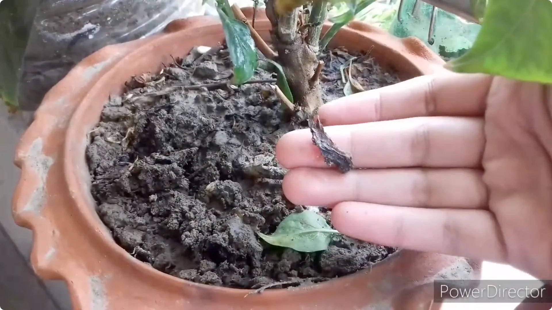 Effective Solutions for Blossom and Fruit Drop in Chilli Plants screenshot 15