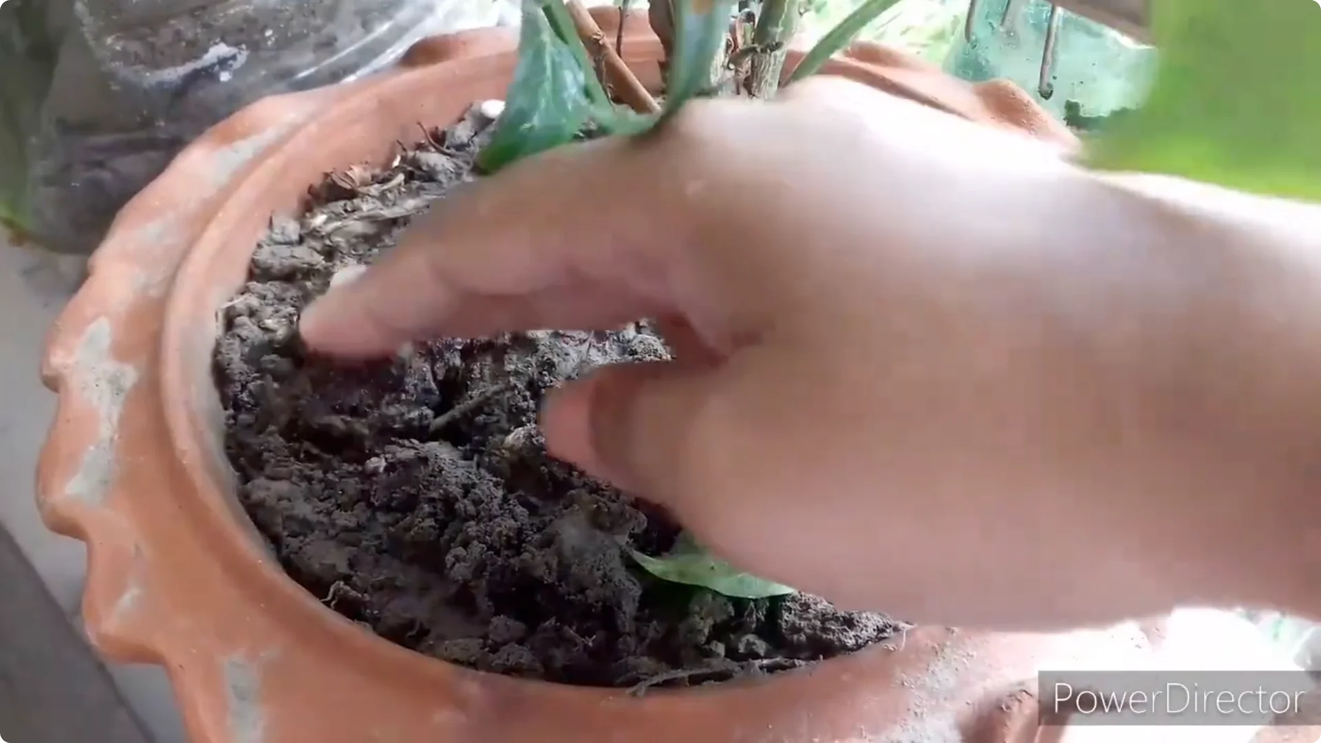 Effective Solutions for Blossom and Fruit Drop in Chilli Plants screenshot 16