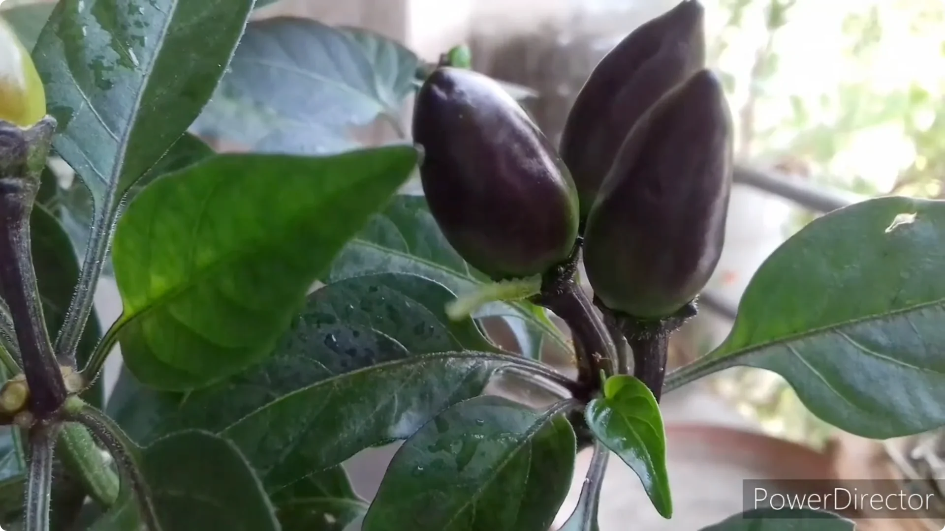 Effective Solutions for Blossom and Fruit Drop in Chilli Plants screenshot 17