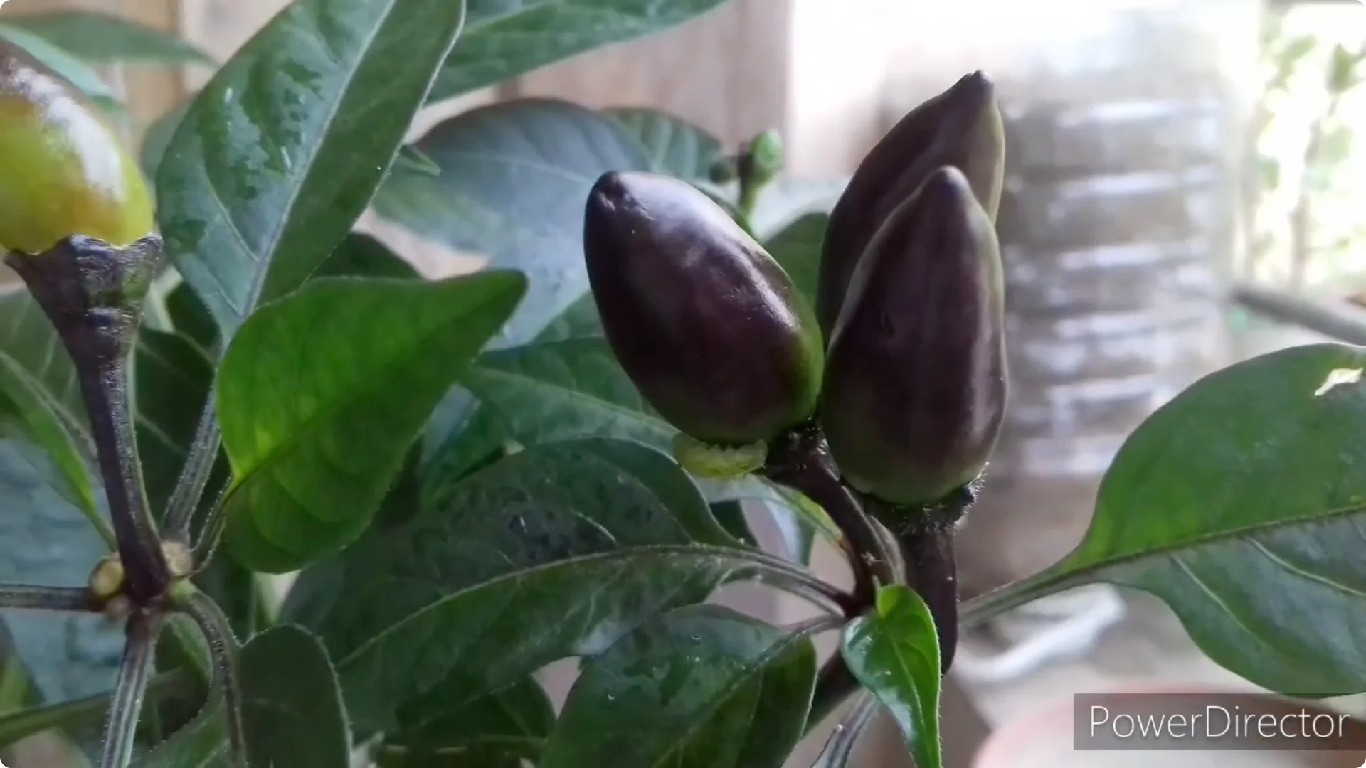 Effective Solutions for Blossom and Fruit Drop in Chilli Plants screenshot 18