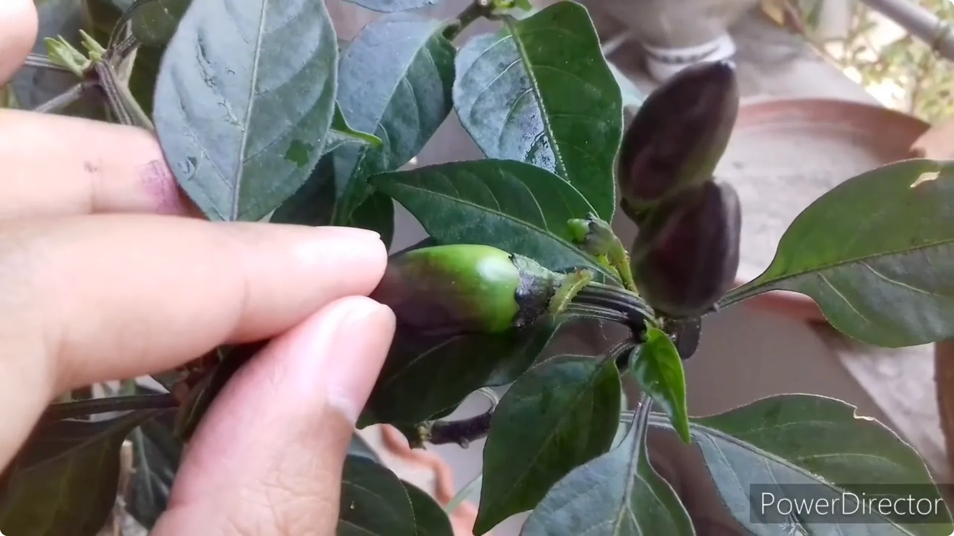 Effective Solutions for Blossom and Fruit Drop in Chilli Plants screenshot 19
