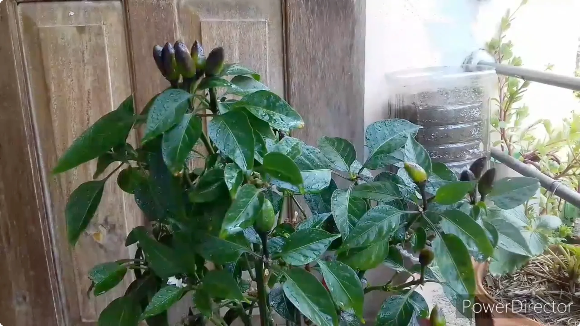 Effective Solutions for Blossom and Fruit Drop in Chilli Plants screenshot 2