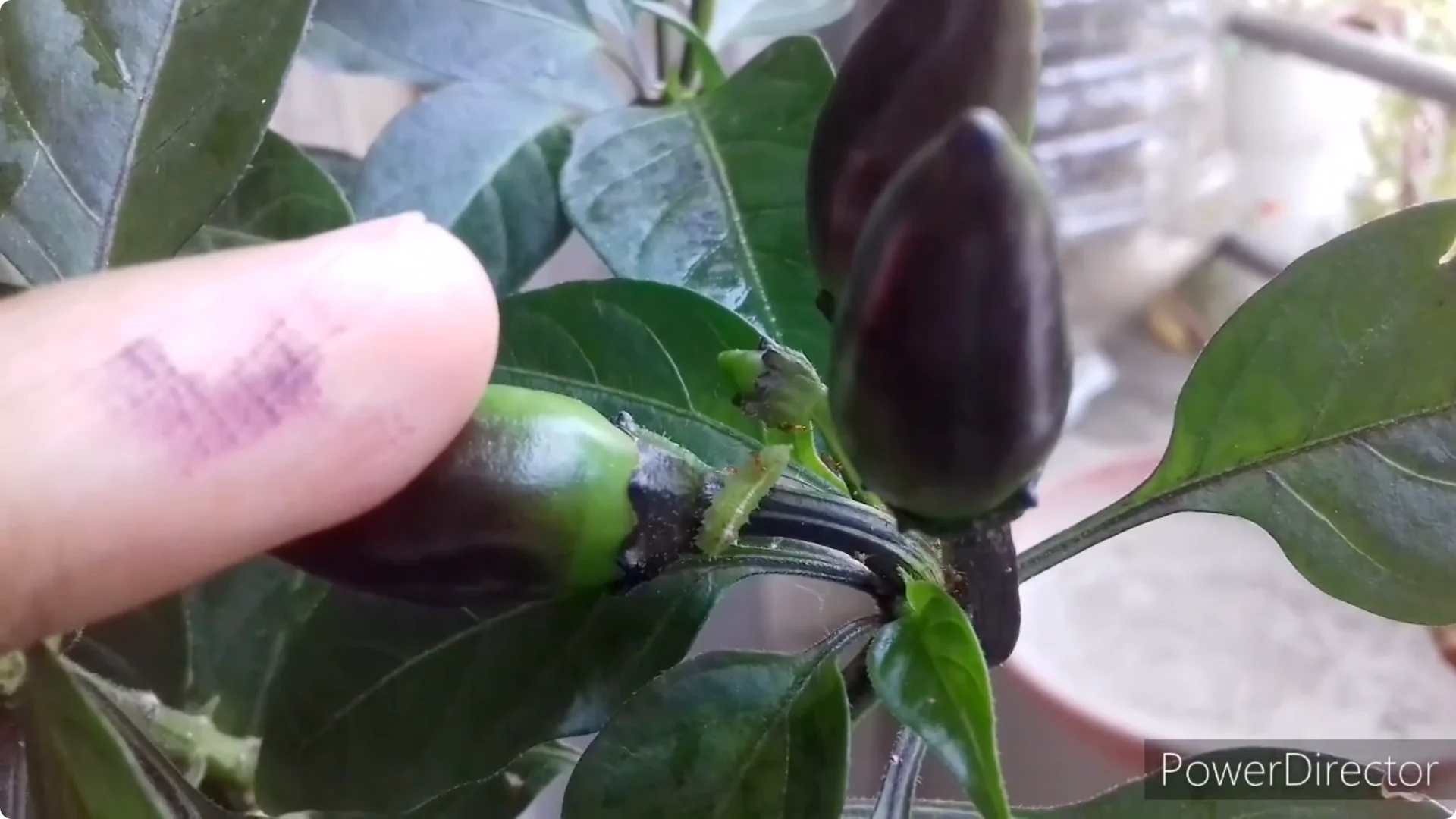 Effective Solutions for Blossom and Fruit Drop in Chilli Plants screenshot 20
