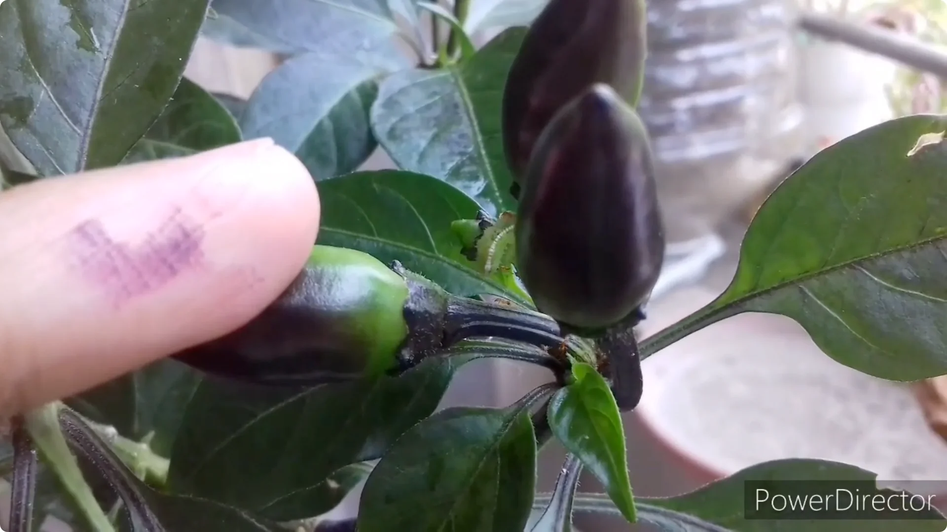 Effective Solutions for Blossom and Fruit Drop in Chilli Plants screenshot 22