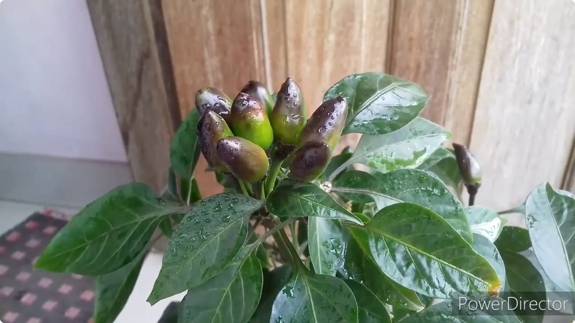 Effective Solutions for Blossom and Fruit Drop in Chilli Plants screenshot 23