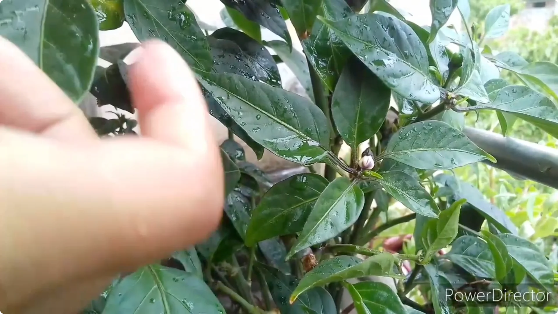 Effective Solutions for Blossom and Fruit Drop in Chilli Plants screenshot 3
