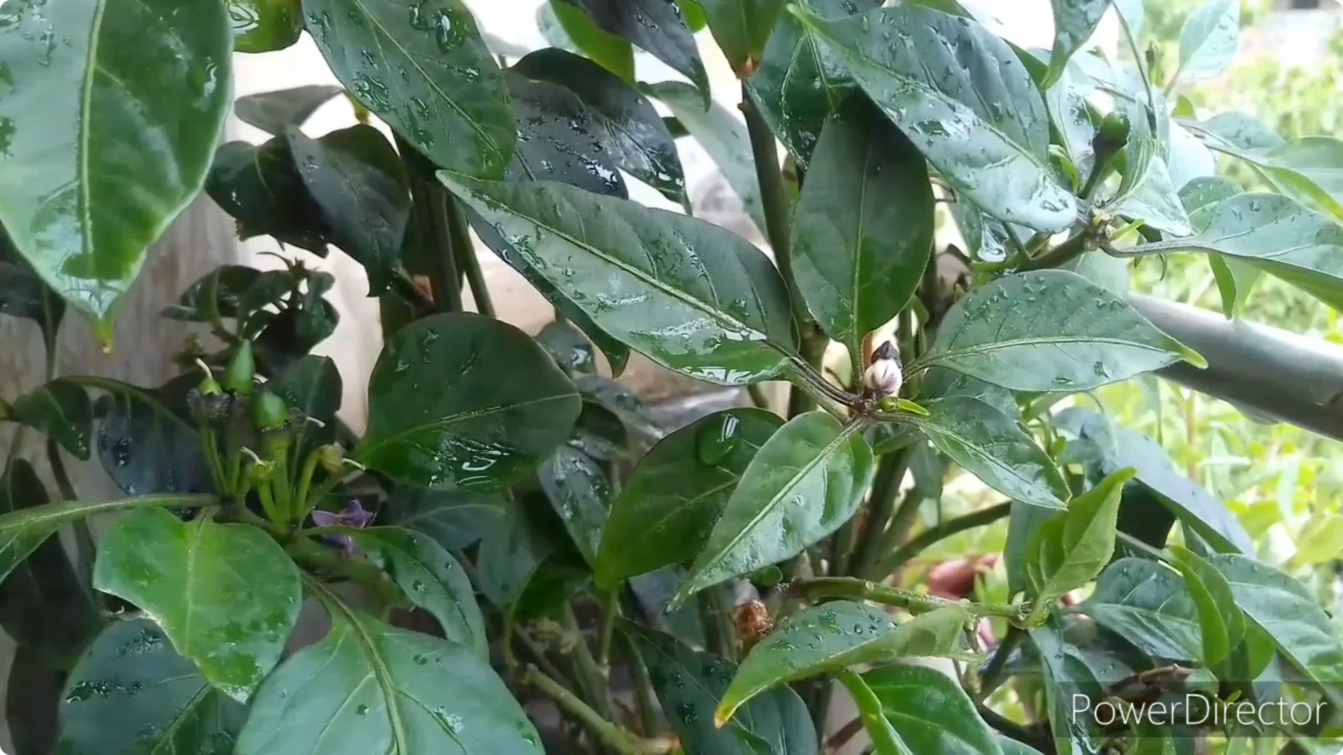 Effective Solutions for Blossom and Fruit Drop in Chilli Plants screenshot 4