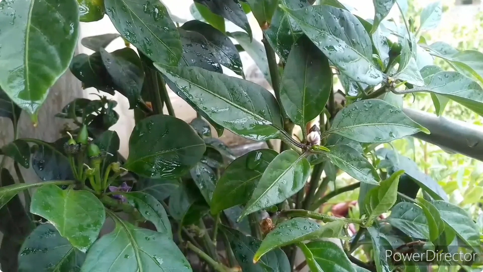 Effective Solutions for Blossom and Fruit Drop in Chilli Plants screenshot 6