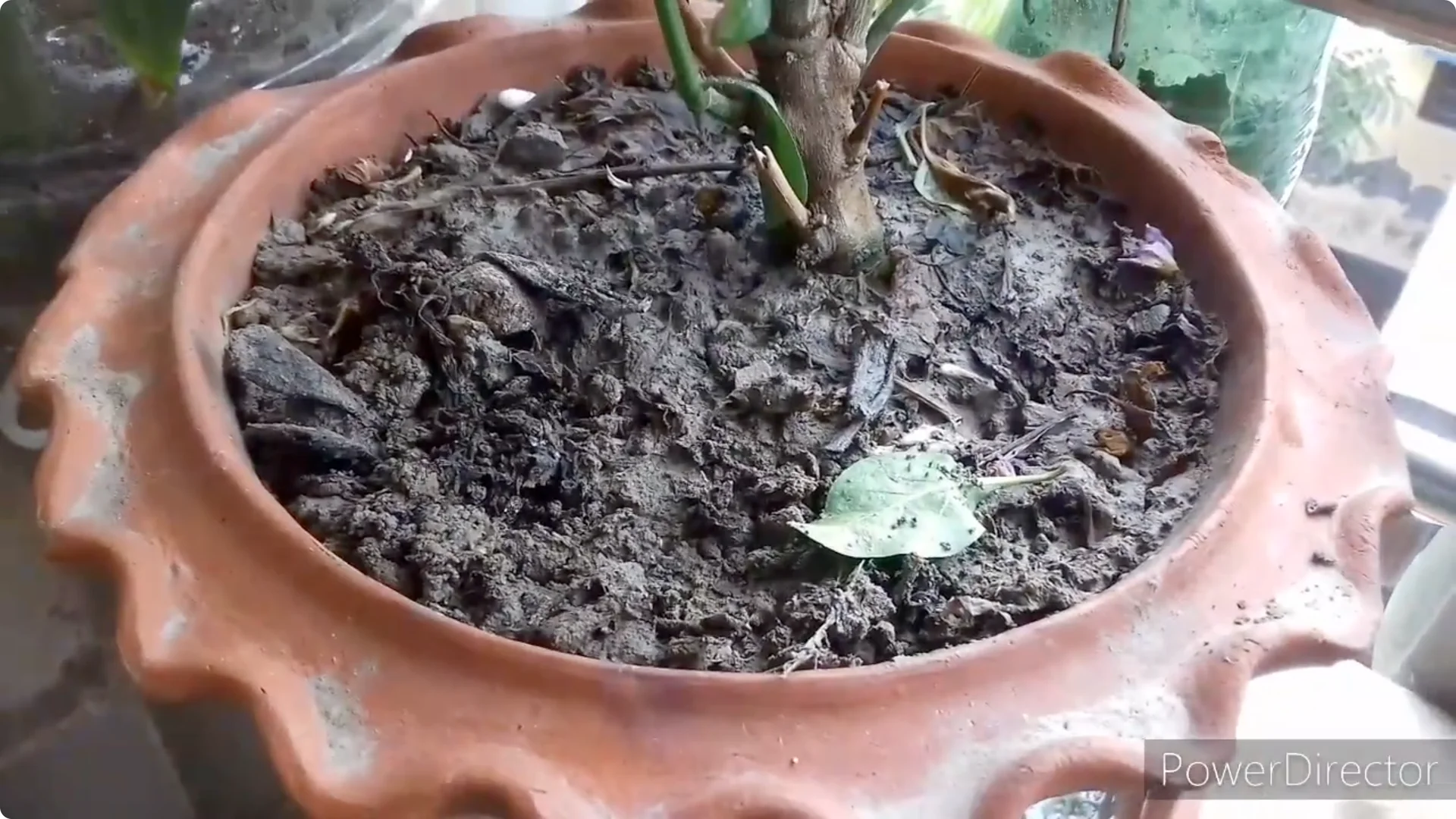 Effective Solutions for Blossom and Fruit Drop in Chilli Plants screenshot 9