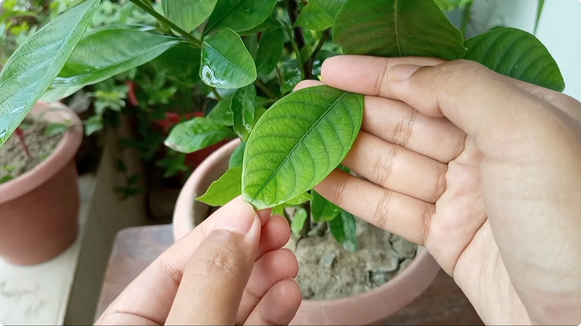 Effective Treatments for Chlorosis and Yellow Leaves on Plants screenshot 1