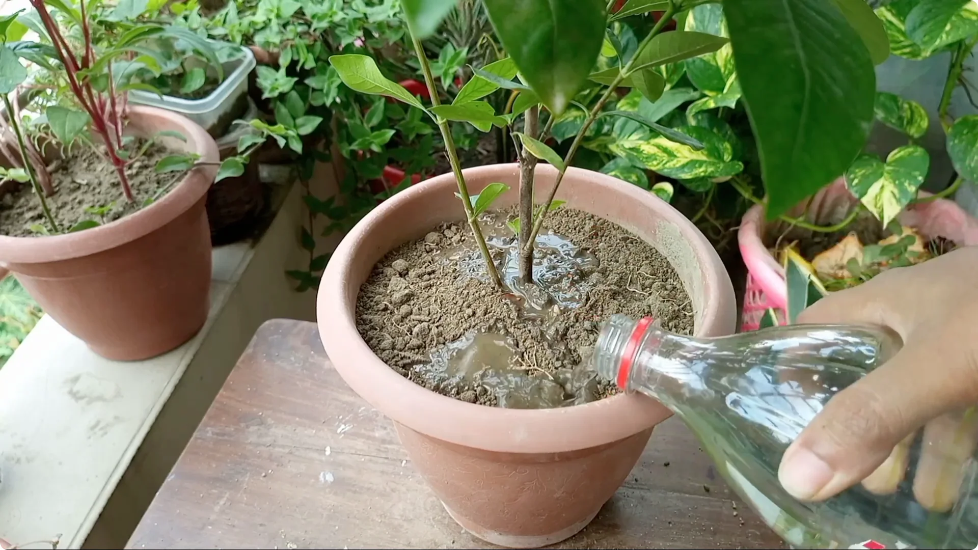 Effective Treatments for Chlorosis and Yellow Leaves on Plants screenshot 10