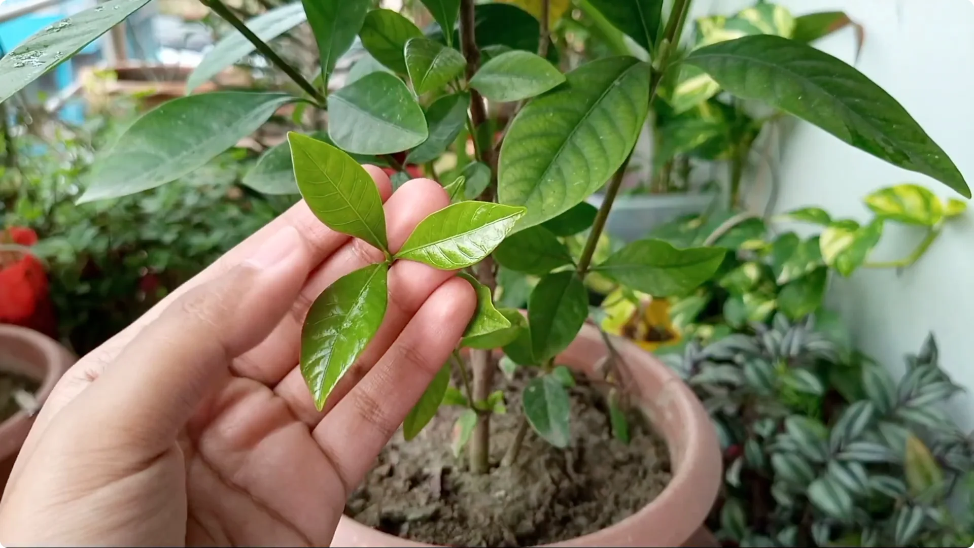 Effective Treatments for Chlorosis and Yellow Leaves on Plants screenshot 11