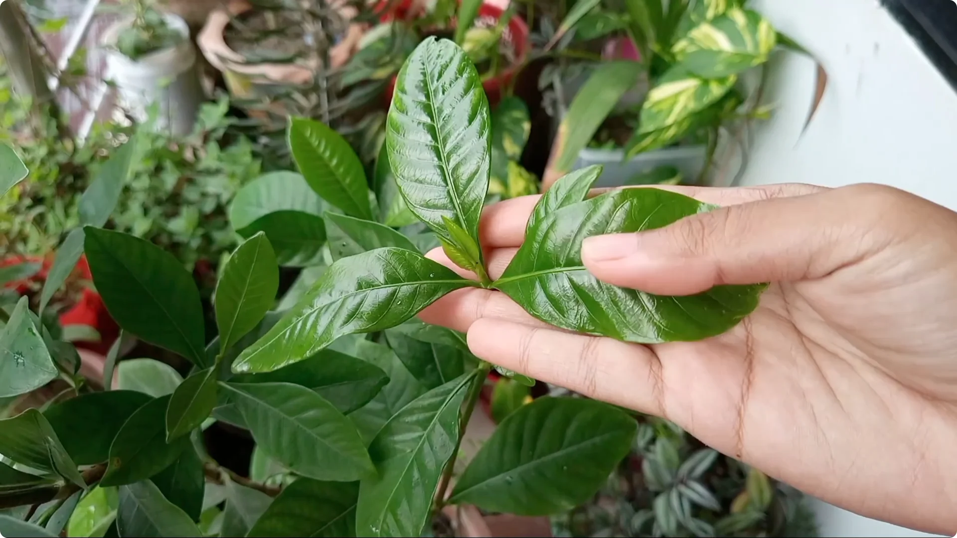 Effective Treatments for Chlorosis and Yellow Leaves on Plants screenshot 12
