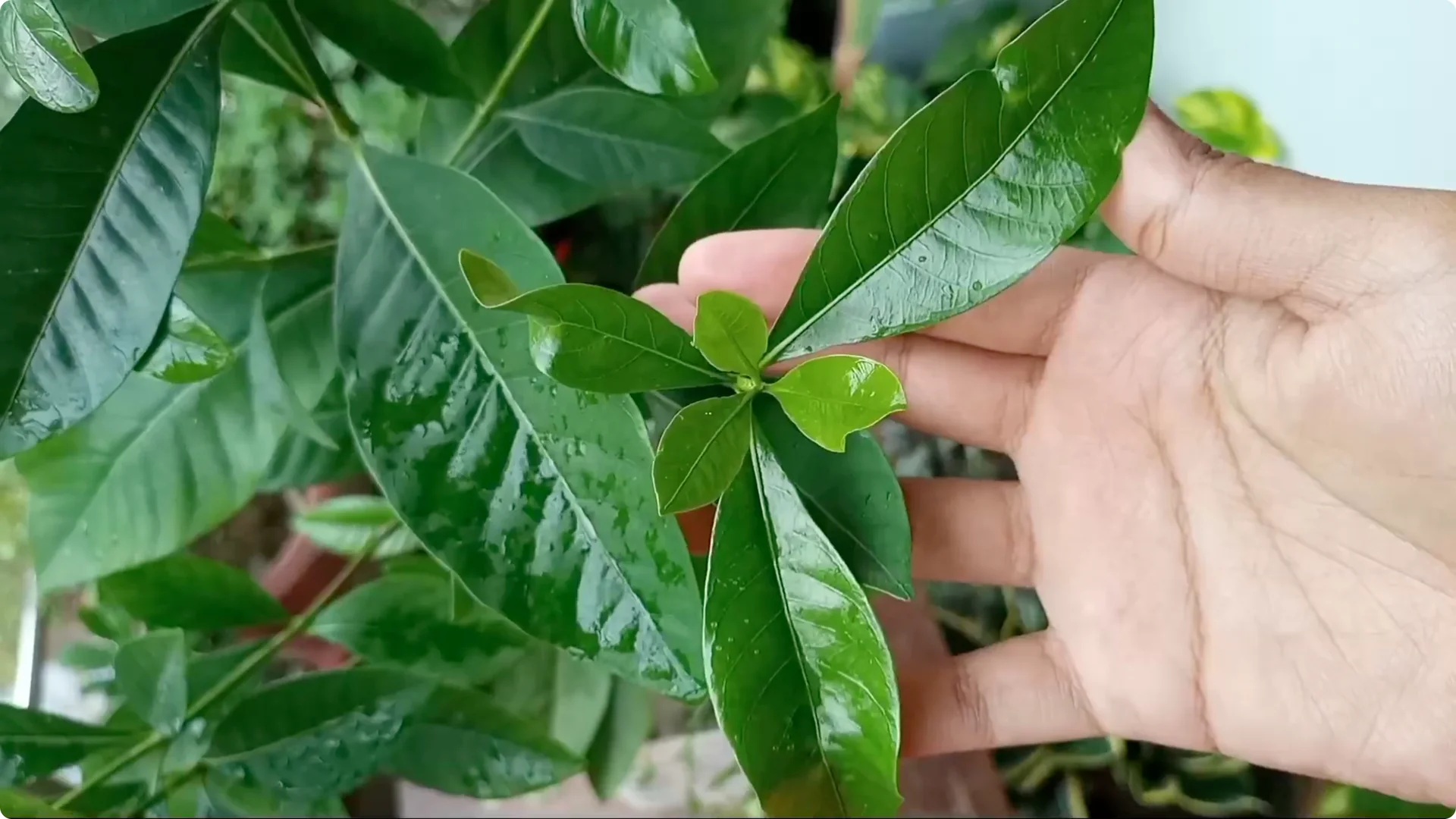Effective Treatments for Chlorosis and Yellow Leaves on Plants screenshot 13