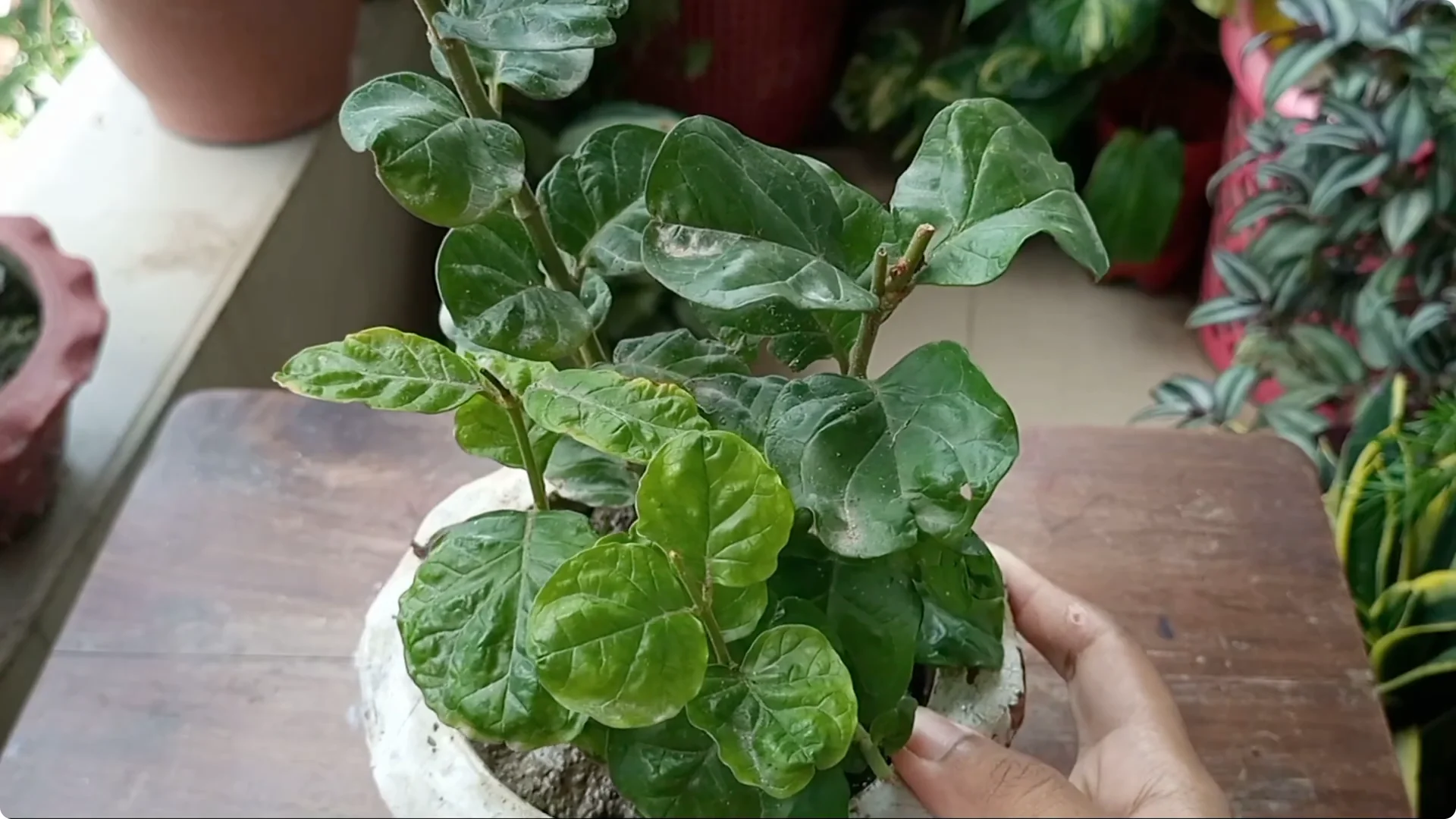 Effective Treatments for Chlorosis and Yellow Leaves on Plants screenshot 2