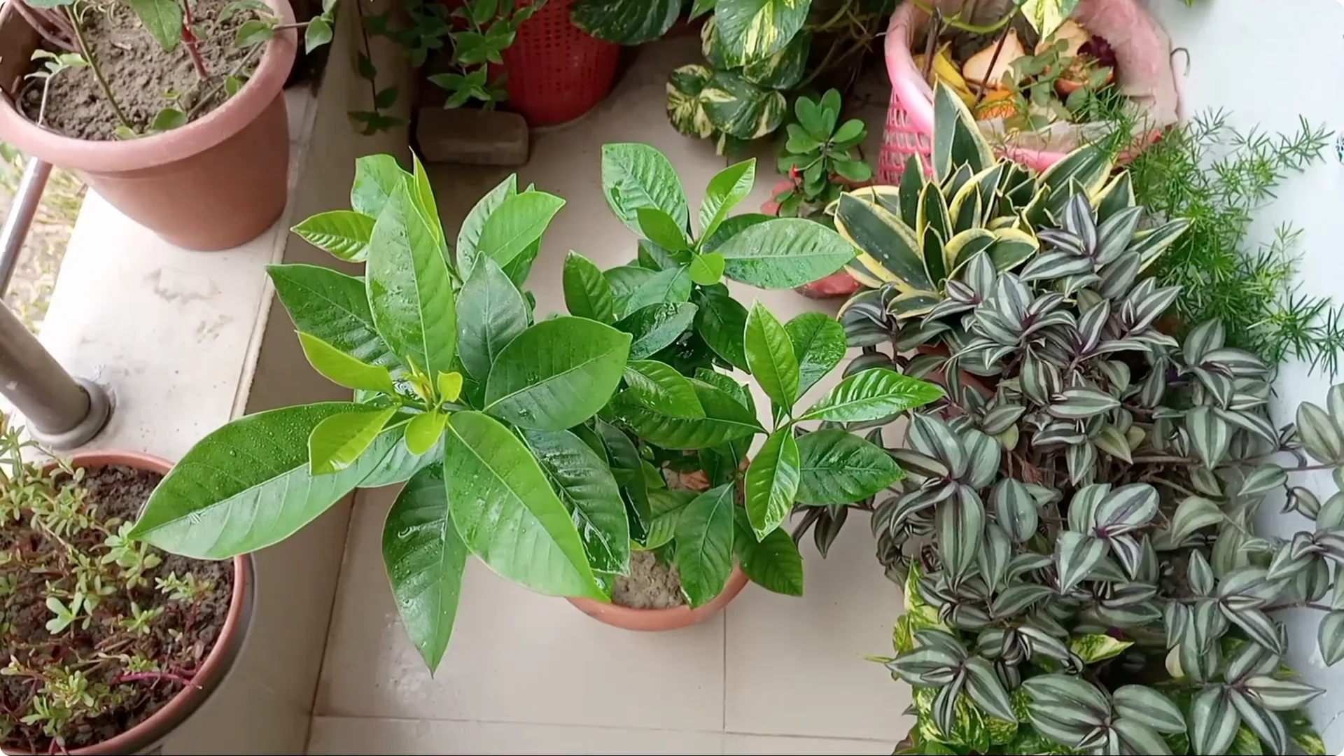 Effective Treatments for Chlorosis and Yellow Leaves on Plants screenshot 4