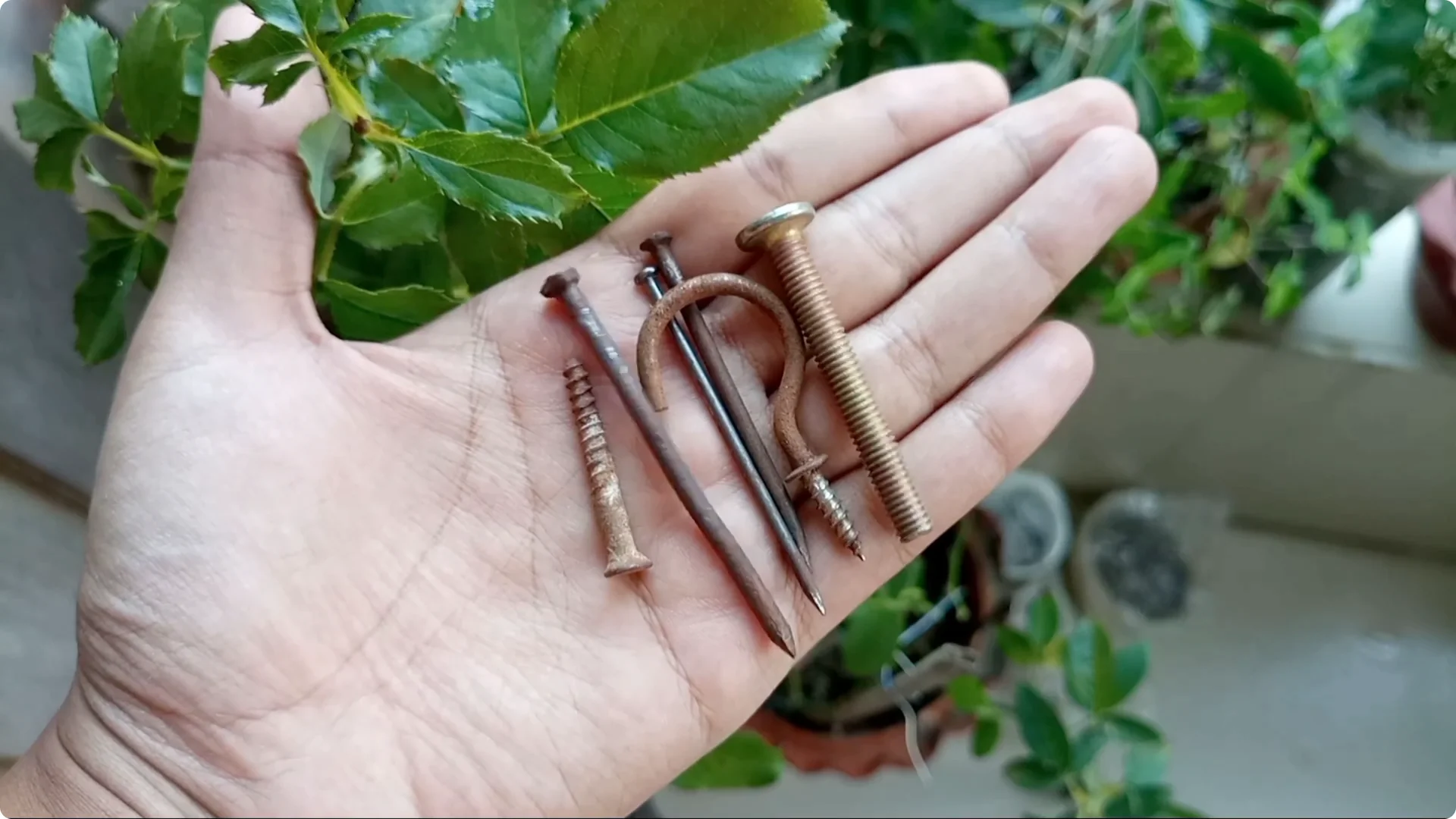 Effective Treatments for Chlorosis and Yellow Leaves on Plants screenshot 5