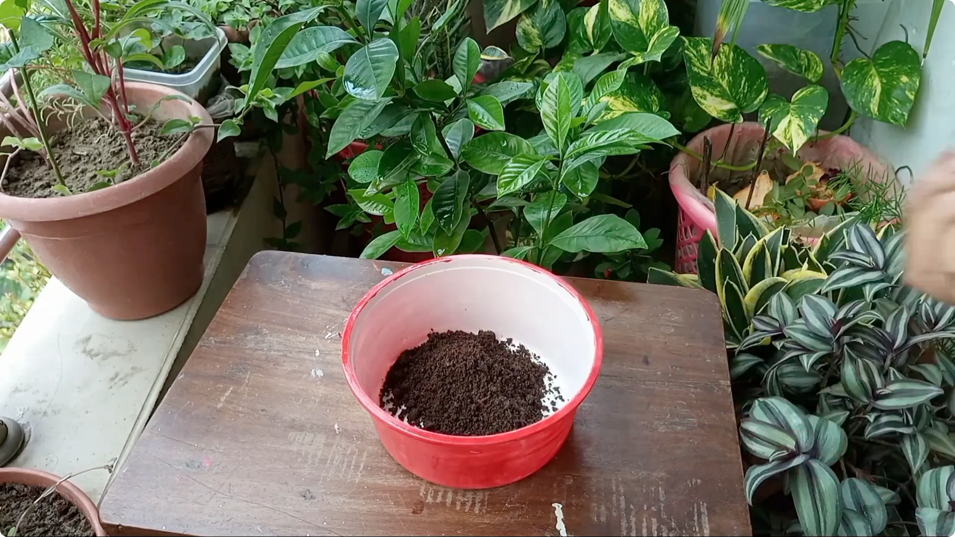 Effective Treatments for Chlorosis and Yellow Leaves on Plants screenshot 8