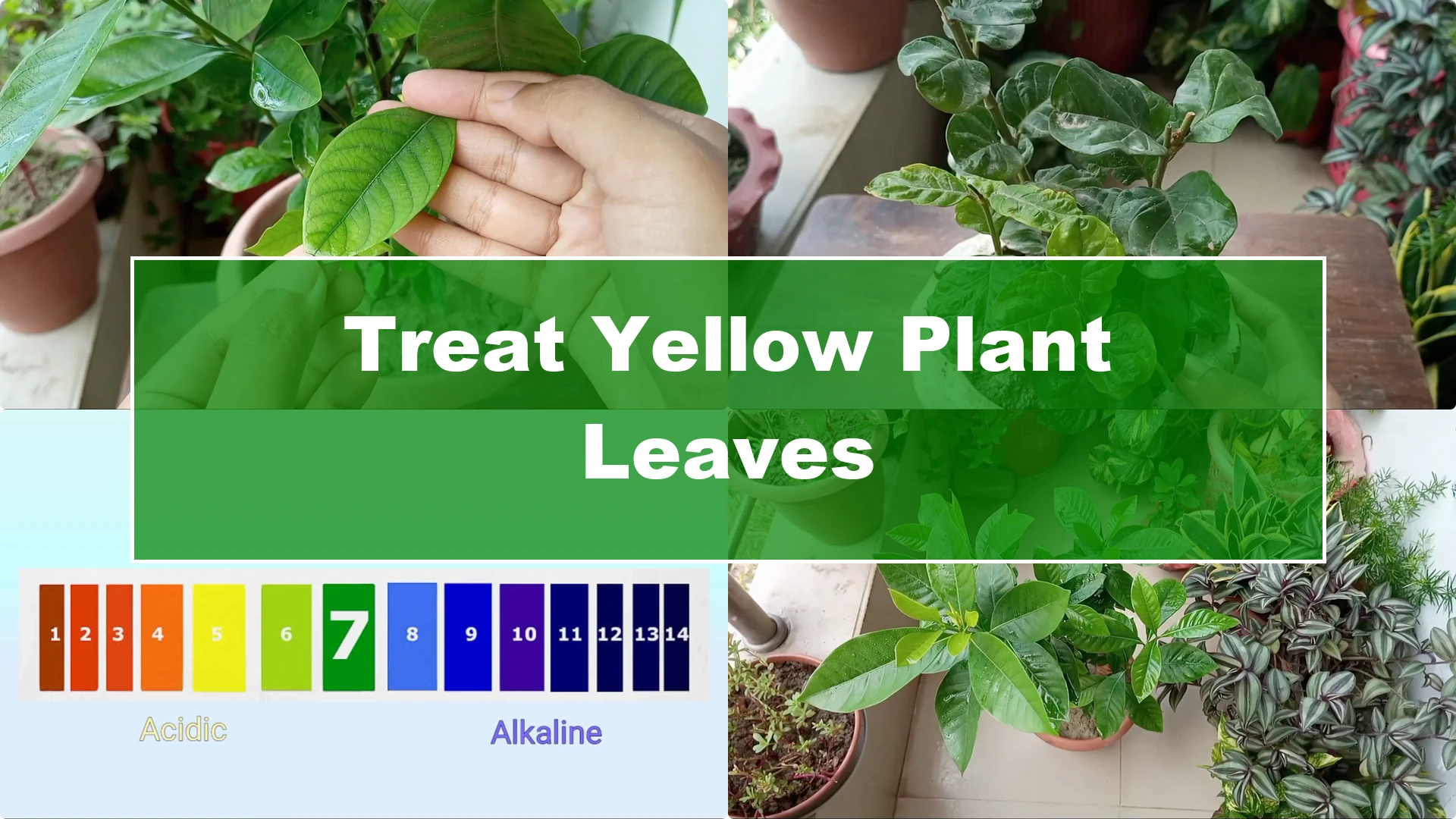 Effective Treatments for Chlorosis and Yellow Leaves on Plants - Featured Image
