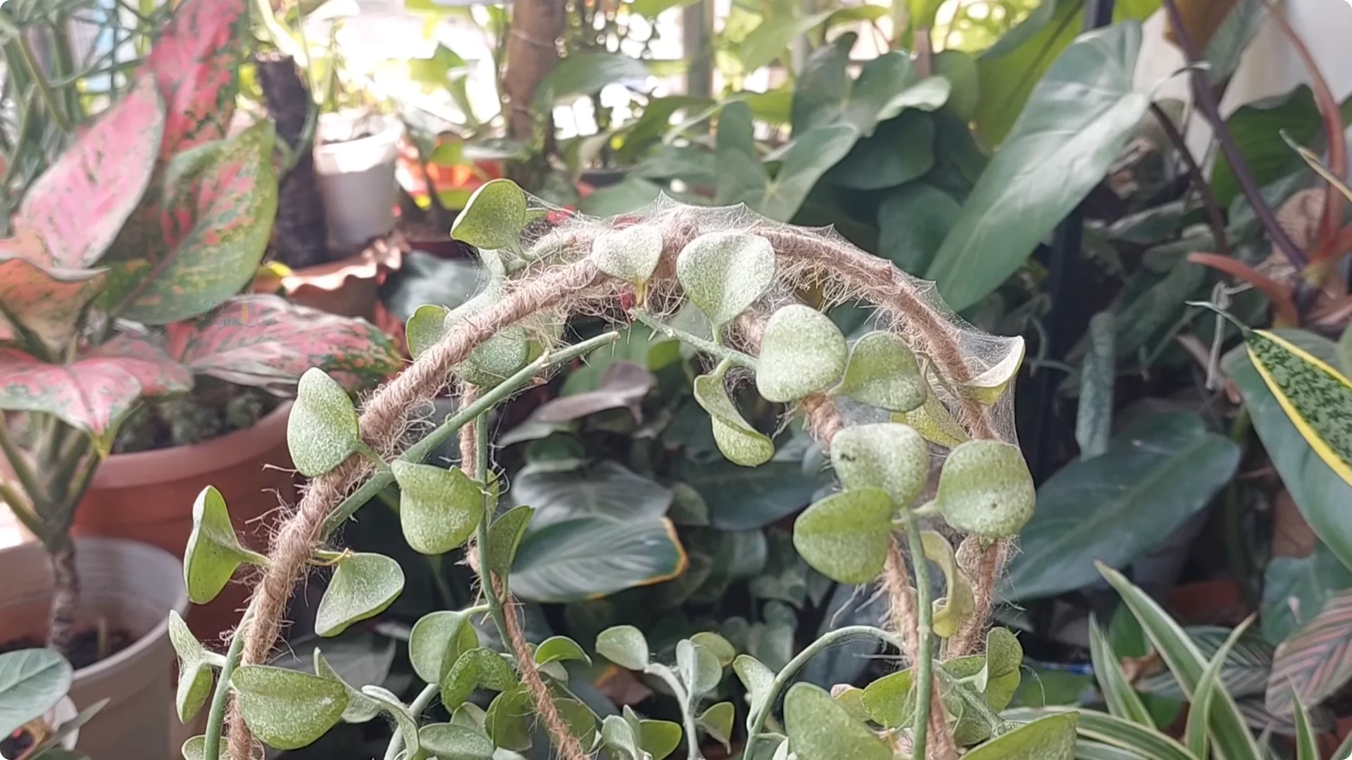 Effective Ways to Eliminate Red Spider Mites on Houseplants screenshot 1