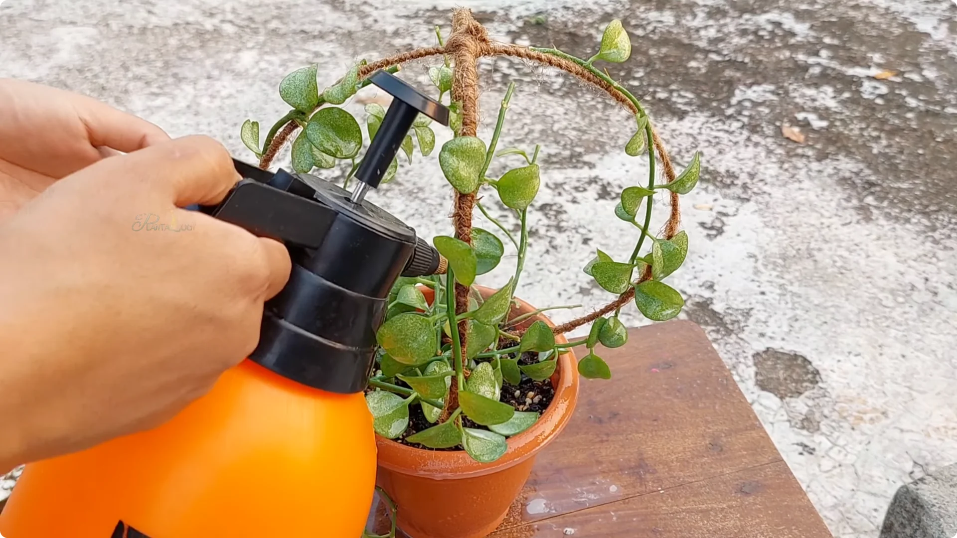 Effective Ways to Eliminate Red Spider Mites on Houseplants screenshot 10