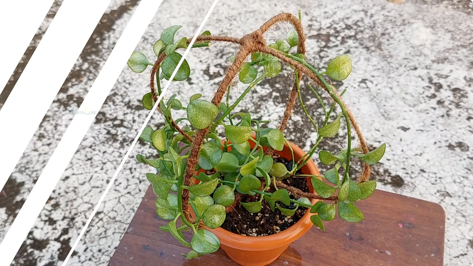 Effective Ways to Eliminate Red Spider Mites on Houseplants screenshot 11