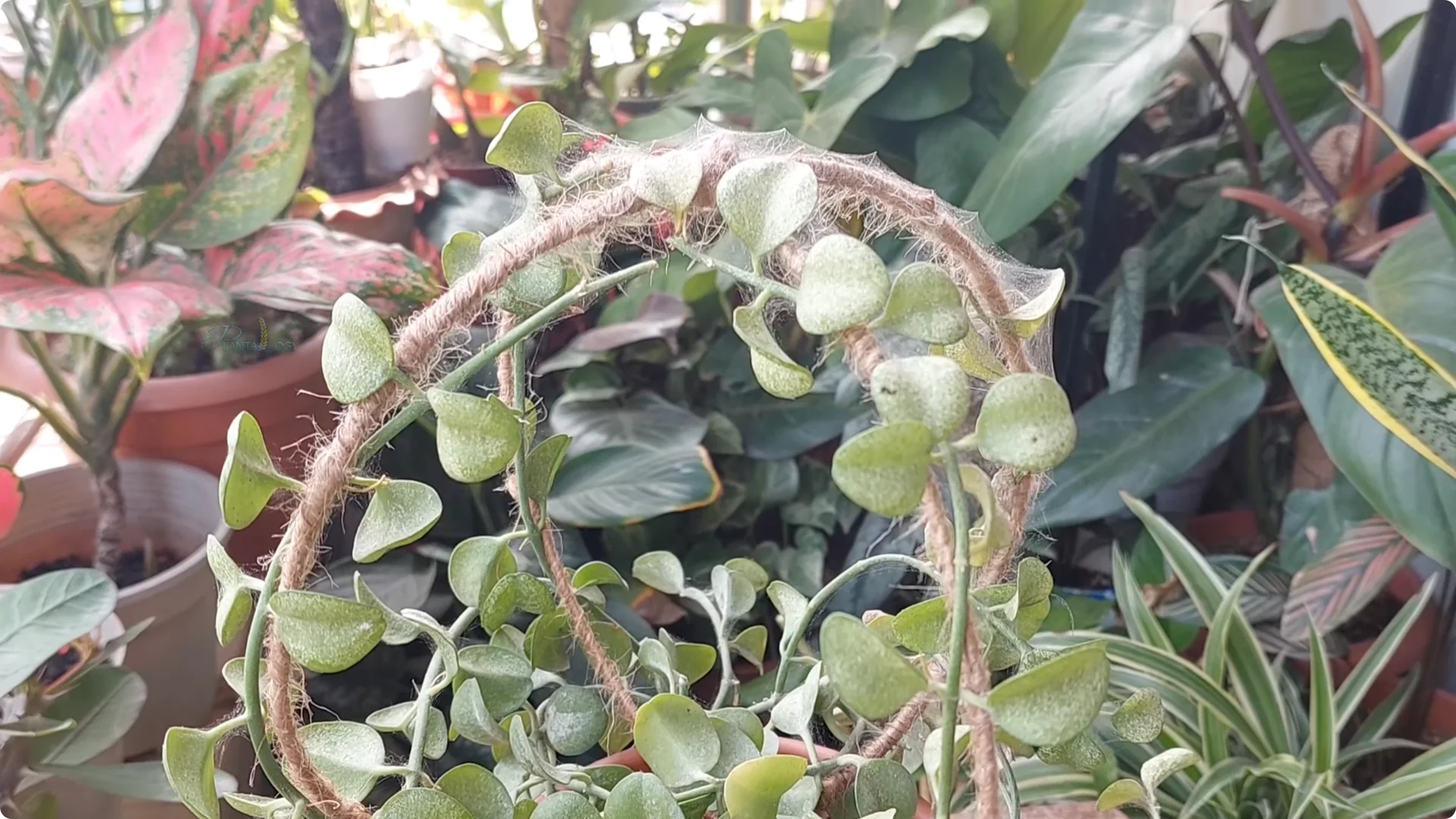 Effective Ways to Eliminate Red Spider Mites on Houseplants screenshot 2
