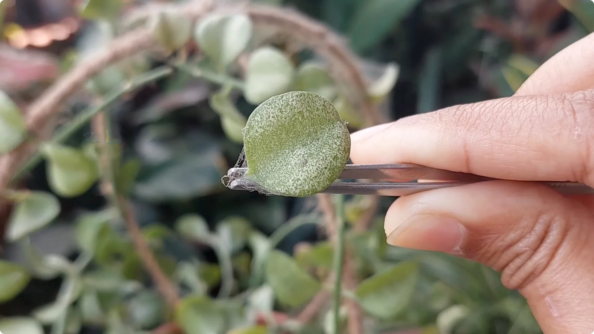 Effective Ways to Eliminate Red Spider Mites on Houseplants screenshot 3