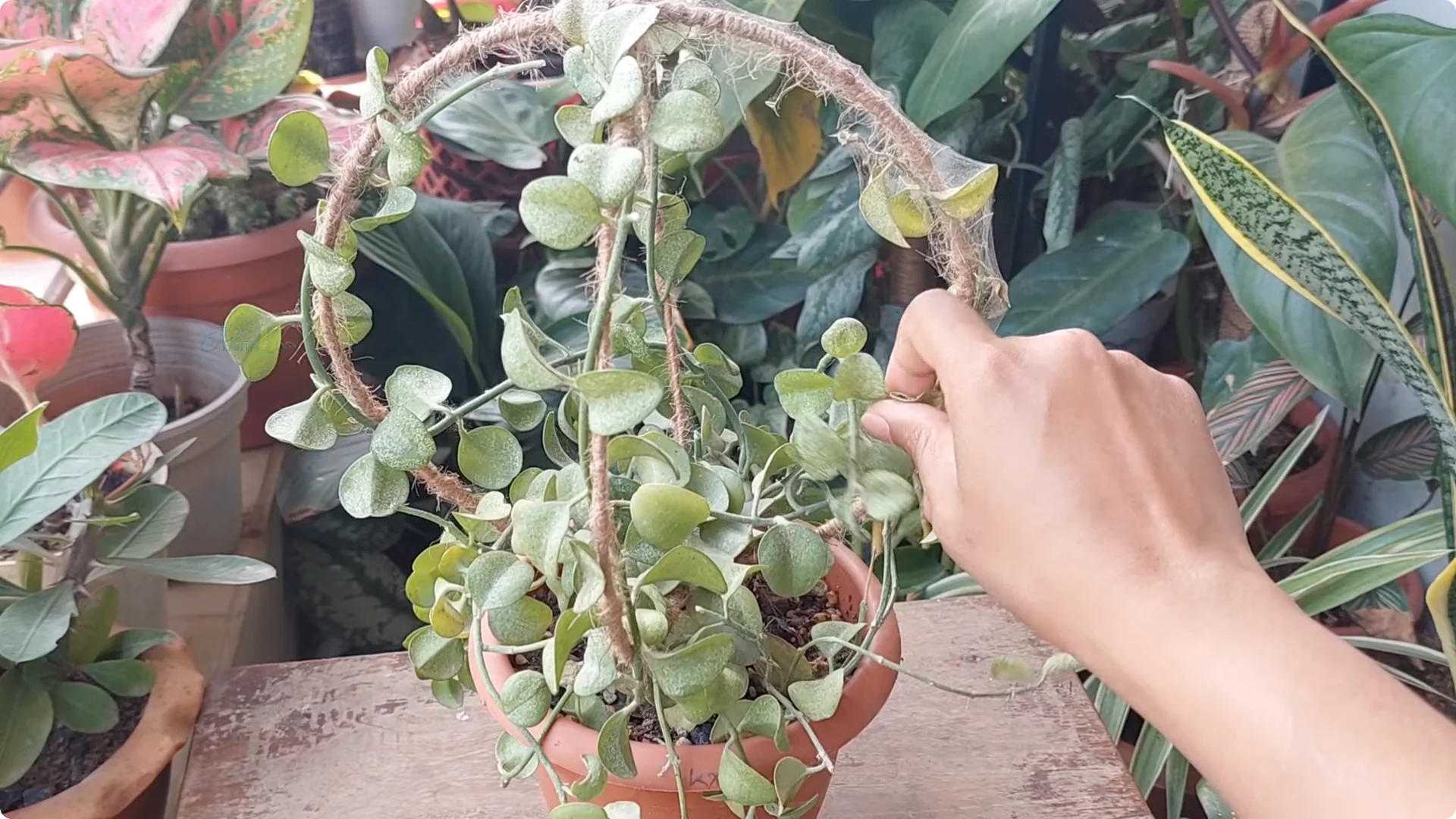 Effective Ways to Eliminate Red Spider Mites on Houseplants screenshot 4