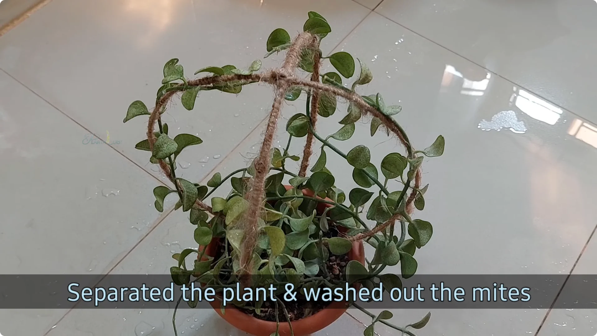 Effective Ways to Eliminate Red Spider Mites on Houseplants screenshot 5