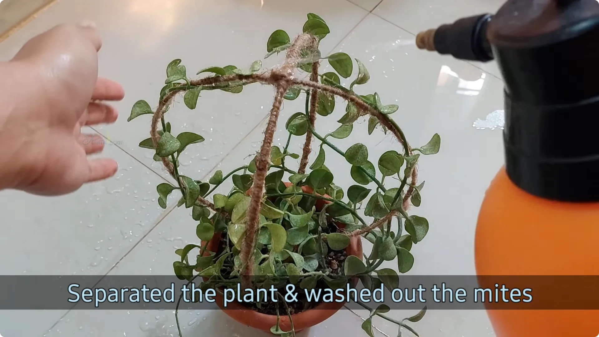 Effective Ways to Eliminate Red Spider Mites on Houseplants screenshot 6