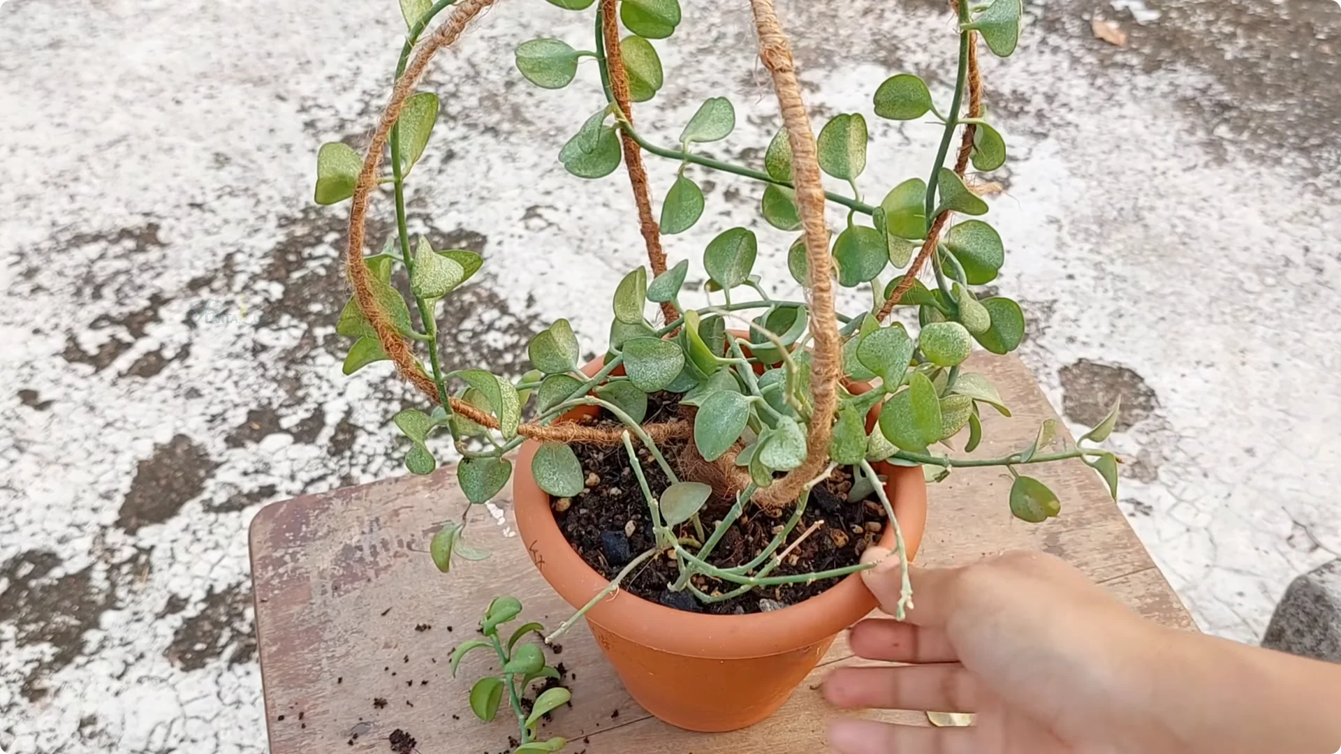 Effective Ways to Eliminate Red Spider Mites on Houseplants screenshot 7