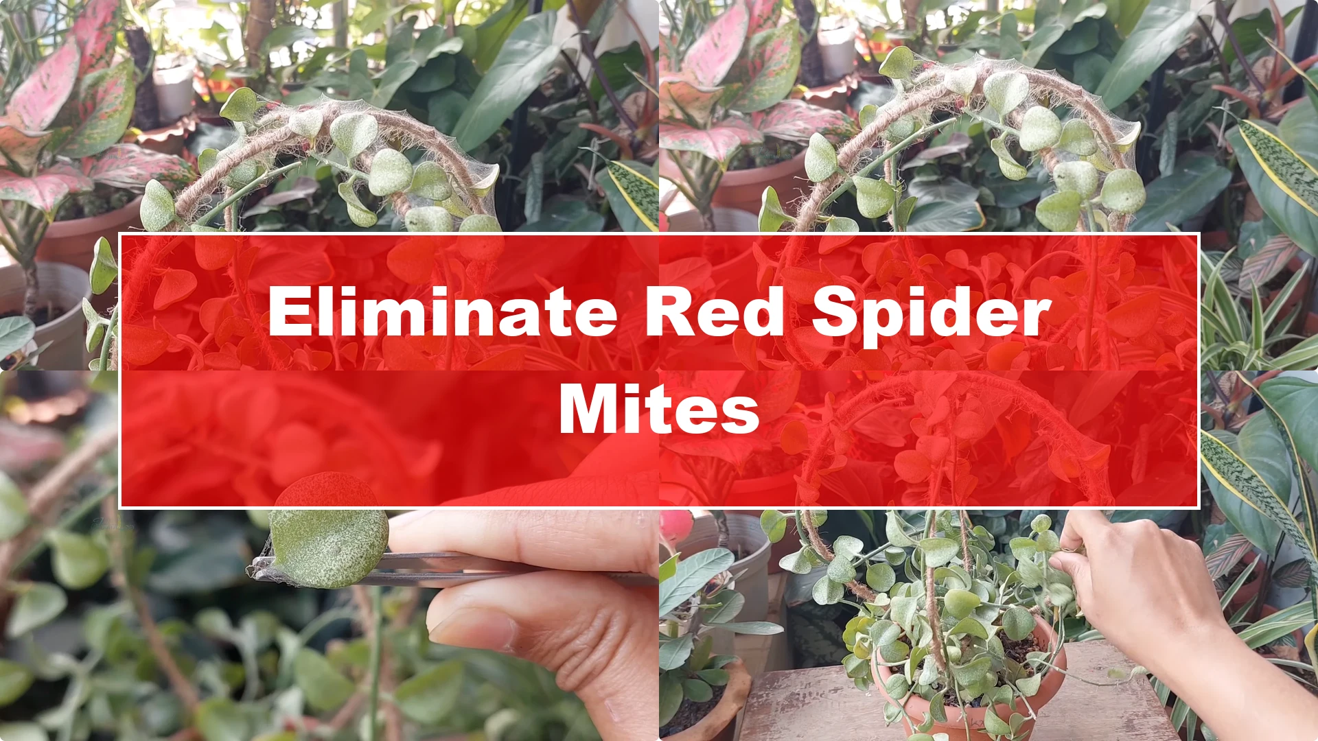Effective Ways to Eliminate Red Spider Mites on Houseplants - Featured Image